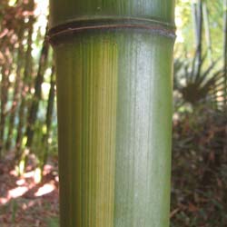 Bambou Phyllostachys vivax Huang.